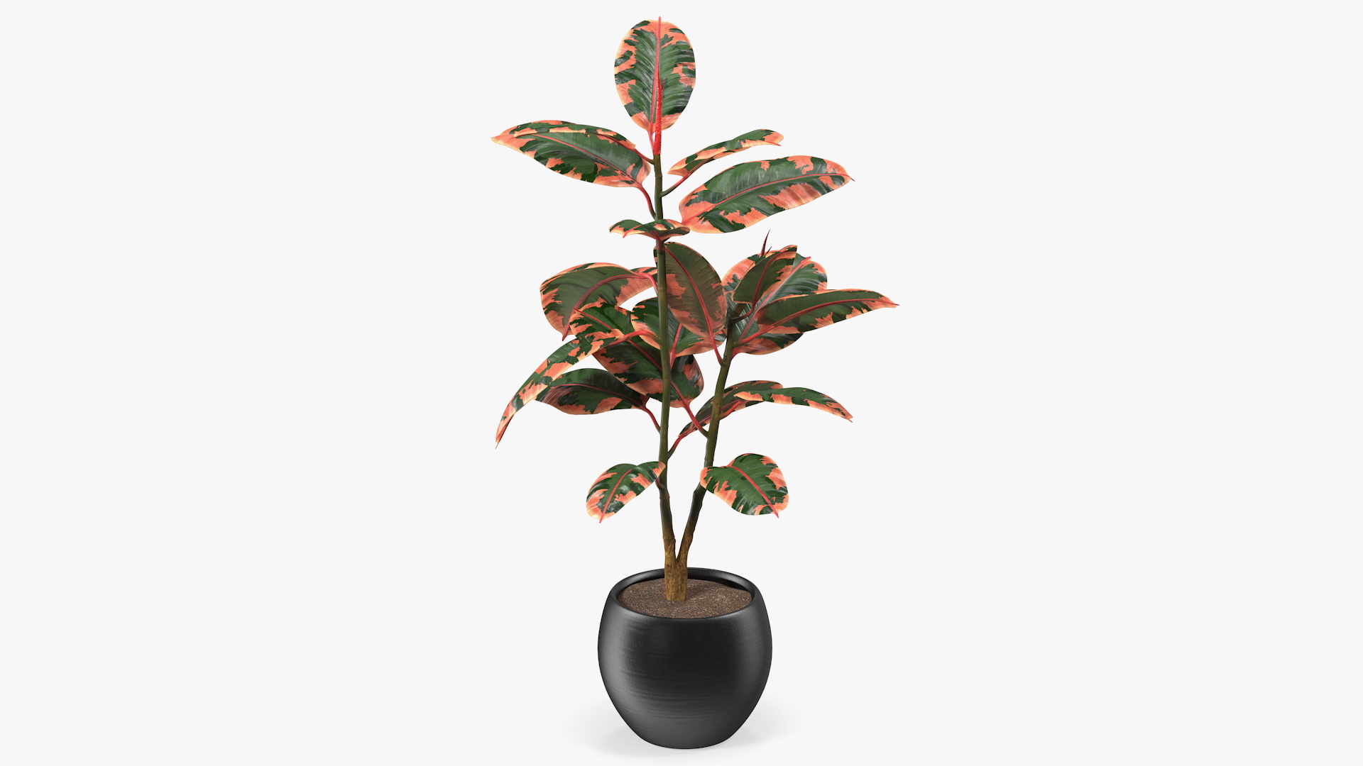 3D Rubber Tree Ruby in Pot model