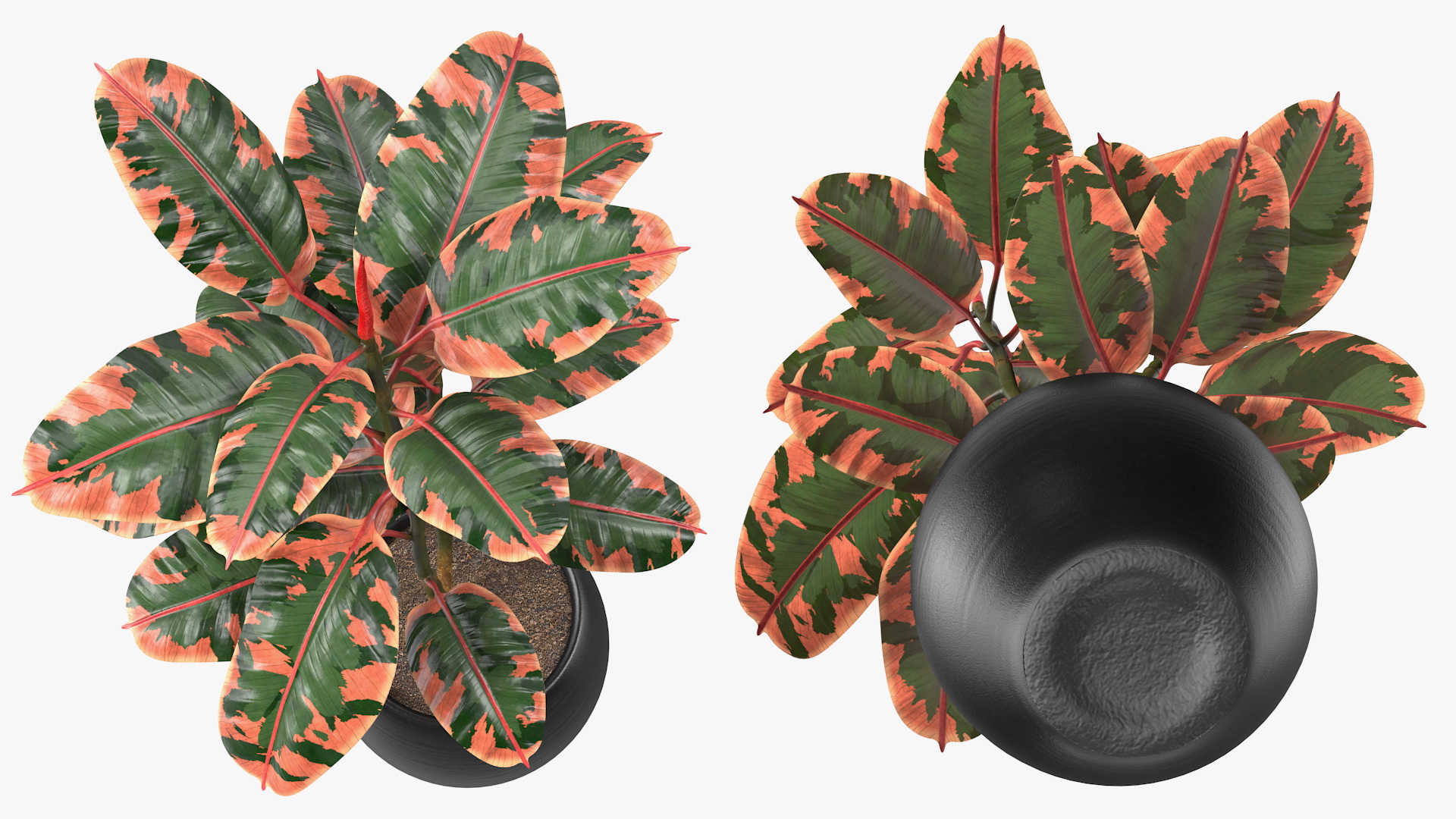 3D Rubber Tree Ruby in Pot model