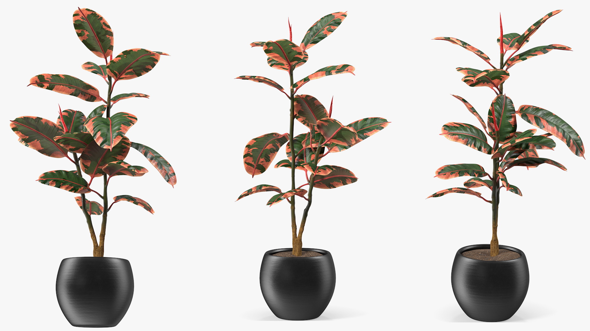 3D Rubber Tree Ruby in Pot model