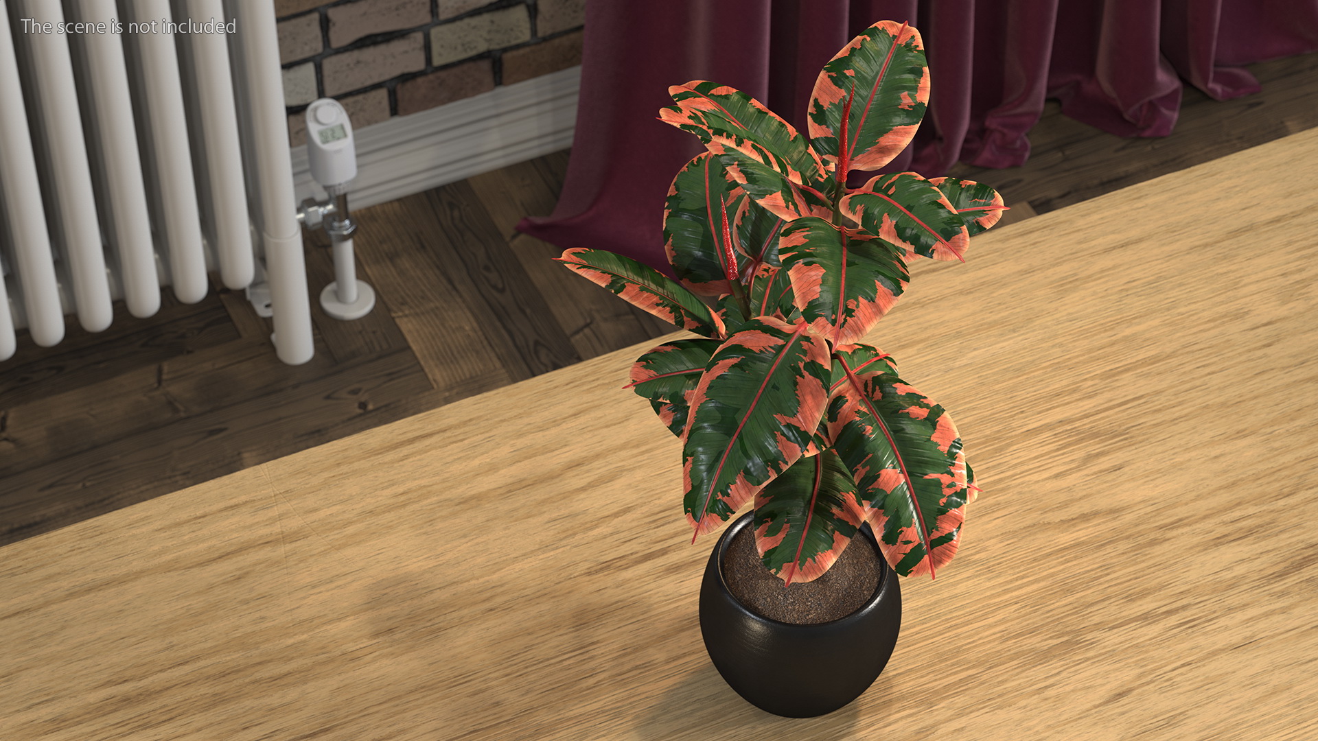 3D Rubber Tree Ruby in Pot model