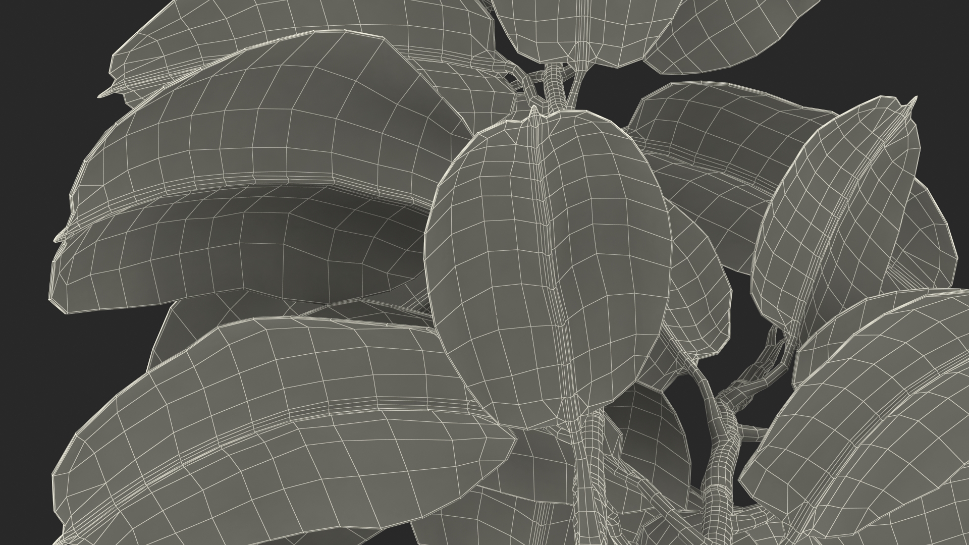 3D Rubber Tree Ruby in Pot model