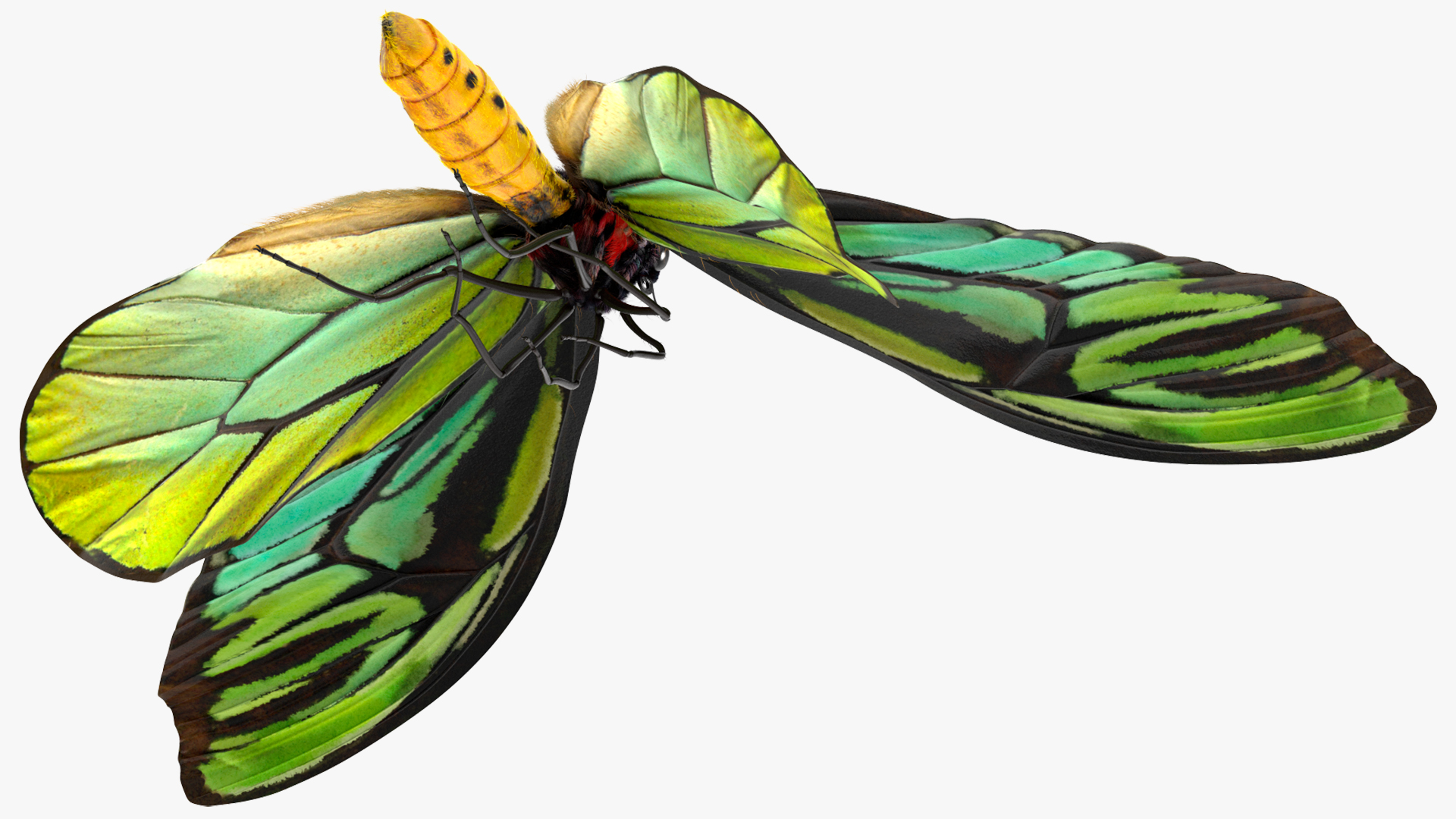 3D Animated Flight Ornithoptera Alexandrae Butterfly Fur model