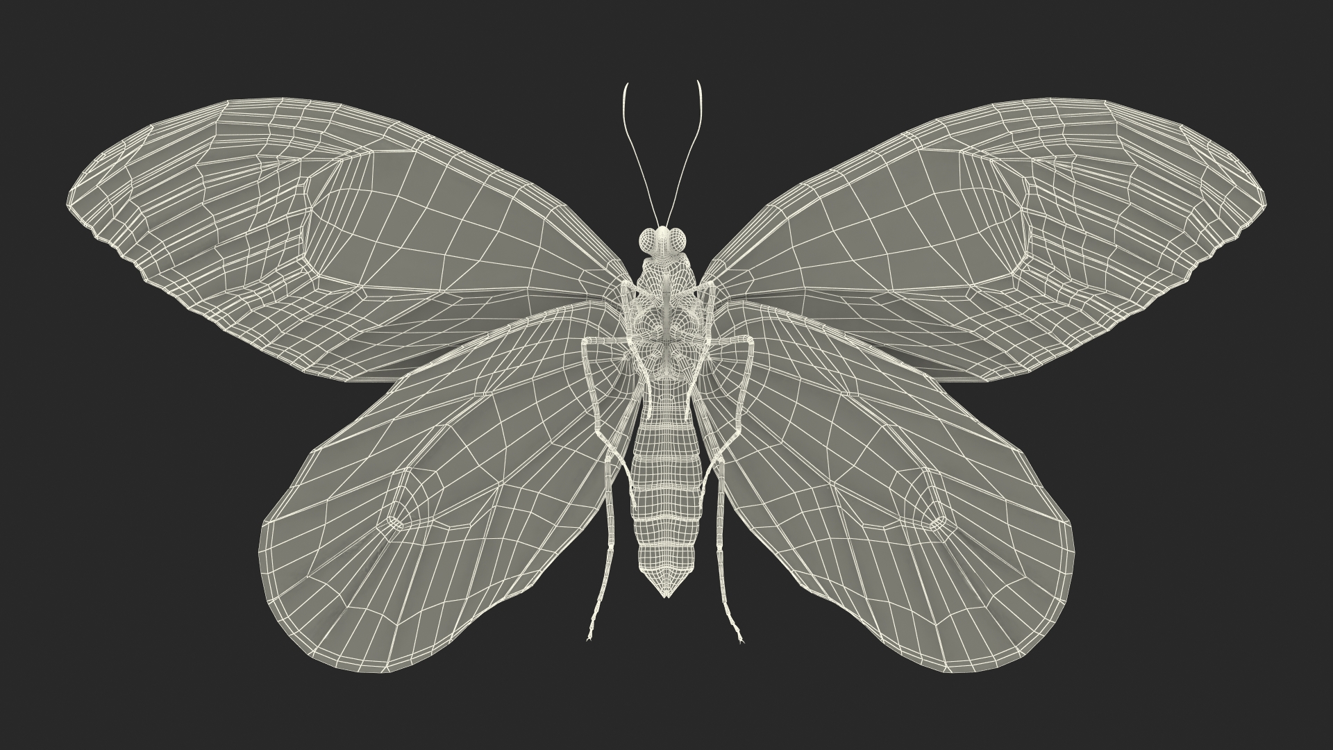 3D Animated Flight Ornithoptera Alexandrae Butterfly Fur model