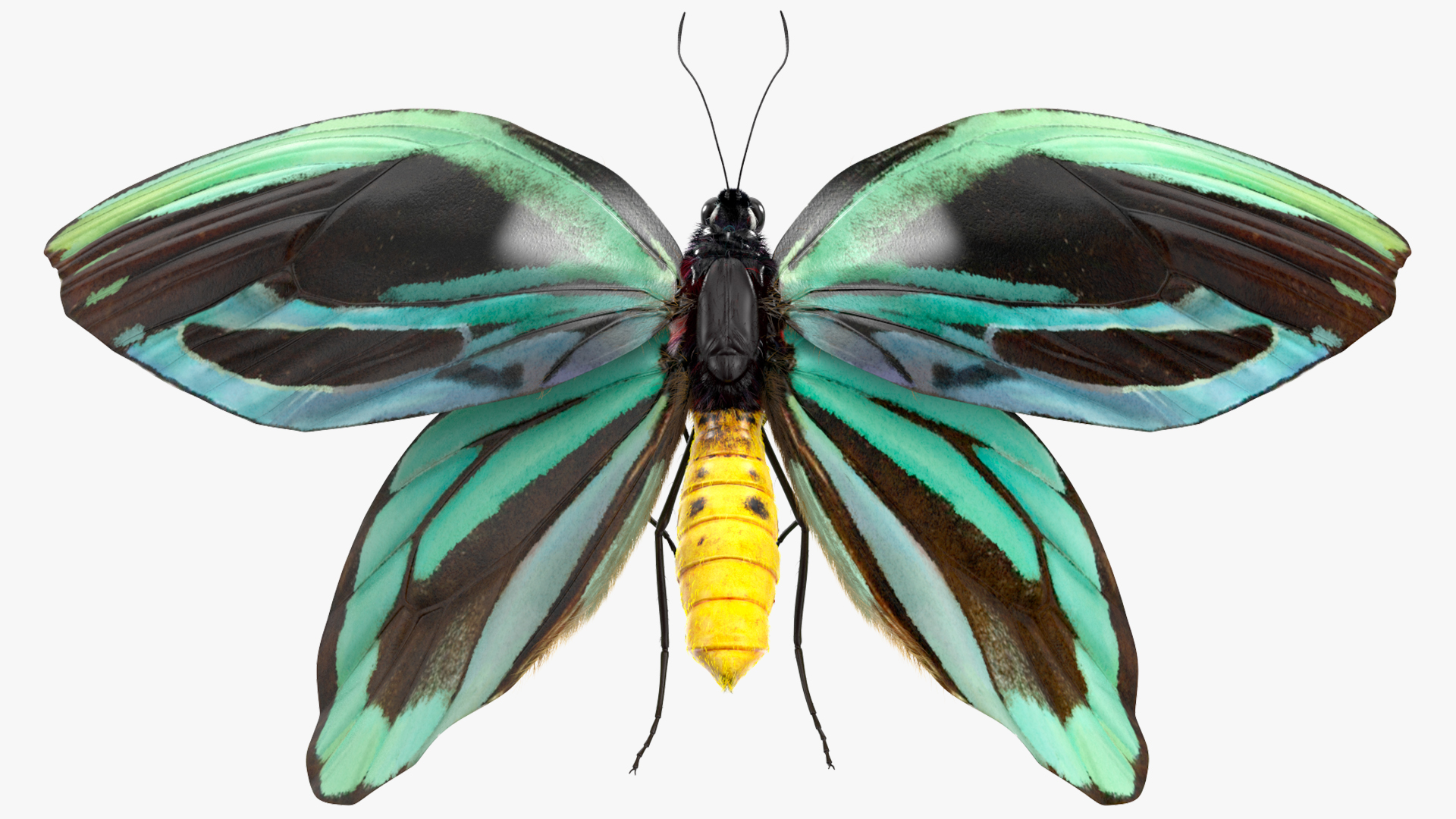 3D Animated Flight Ornithoptera Alexandrae Butterfly Fur model