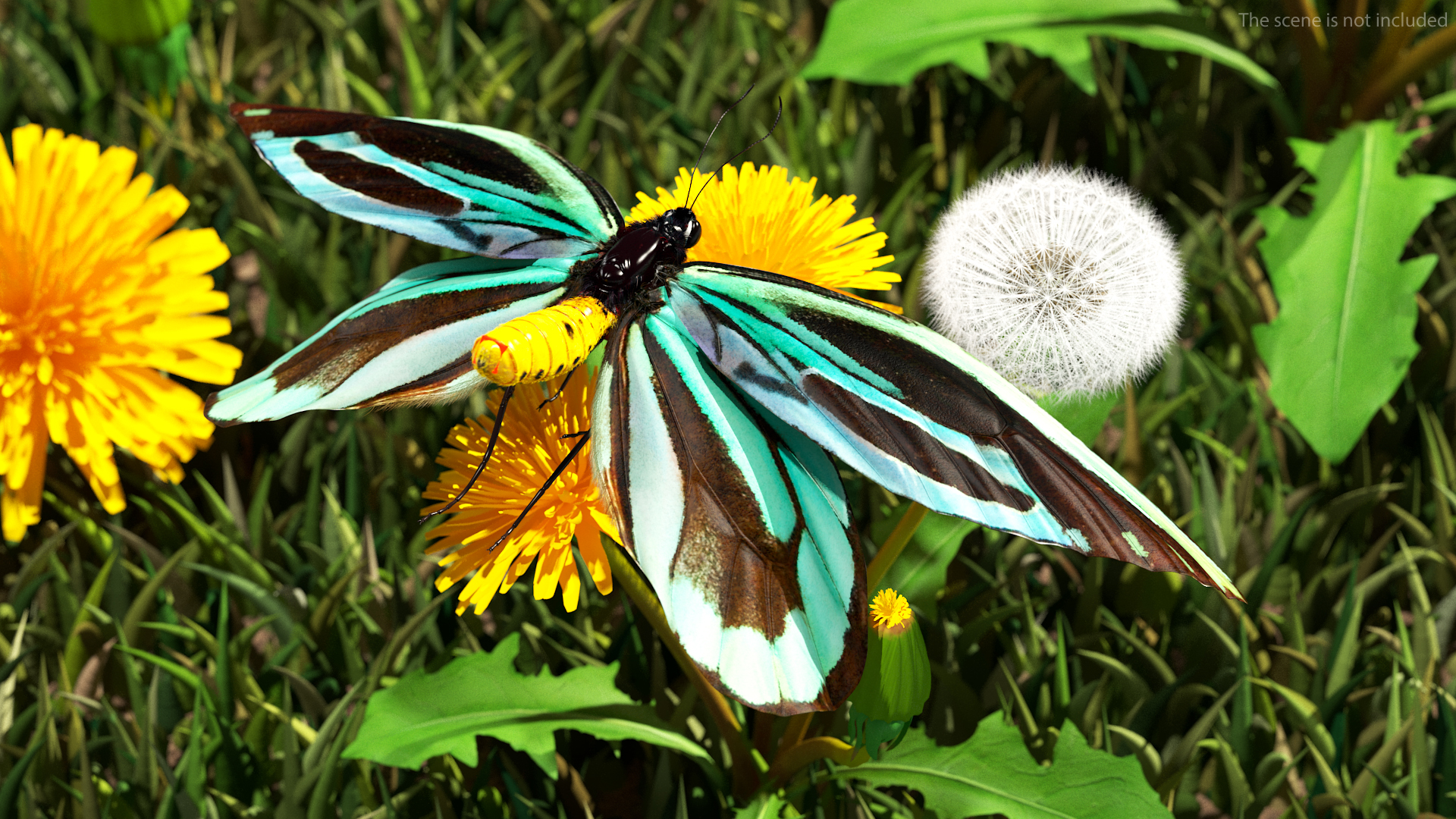 3D Animated Flight Ornithoptera Alexandrae Butterfly Fur model