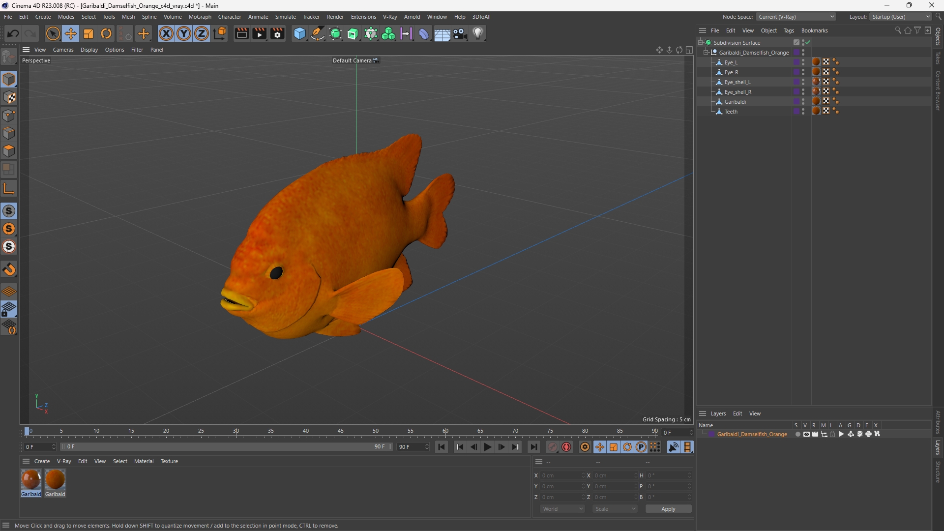 Garibaldi Damselfish Orange, view 11
