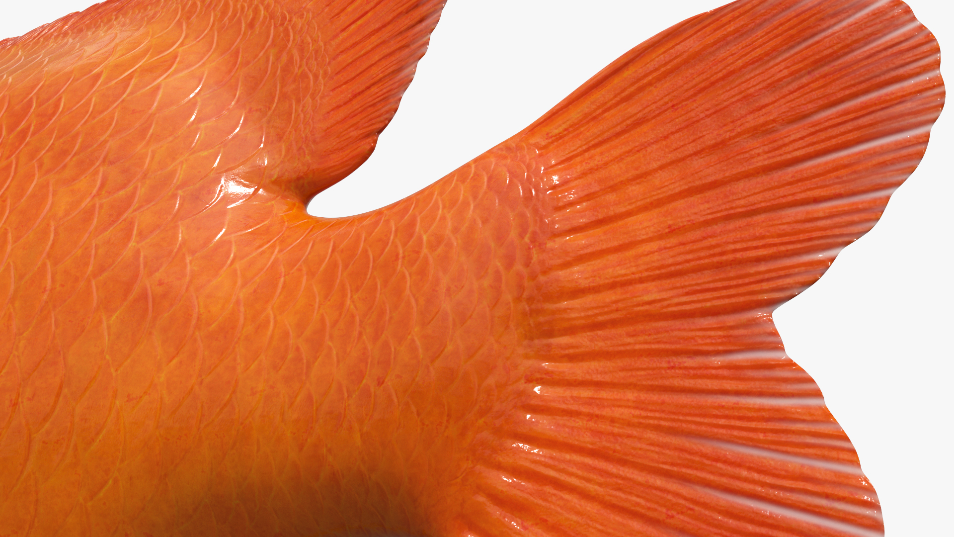 Garibaldi Damselfish Orange, view 4