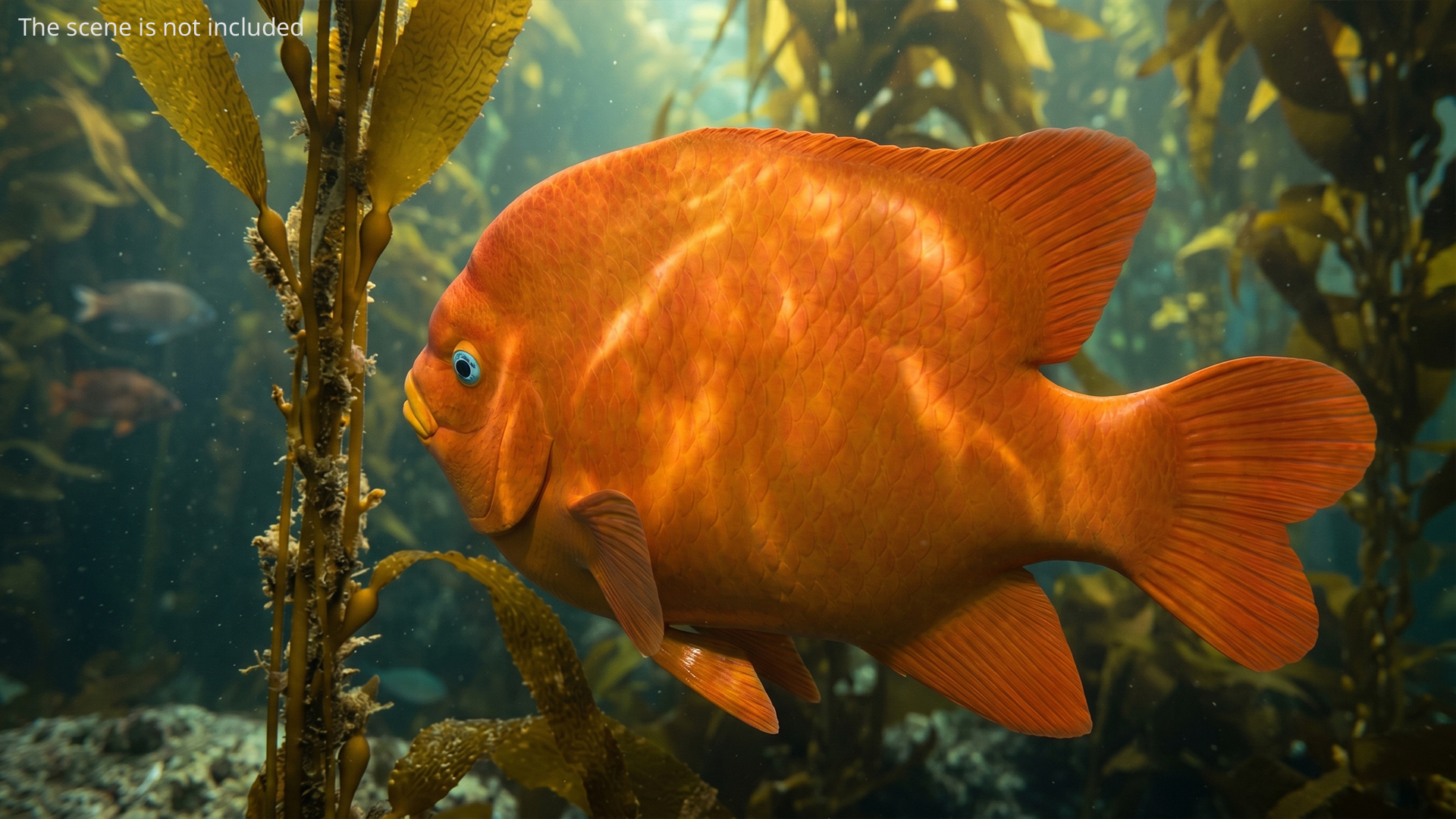 Garibaldi Damselfish Orange, view 3