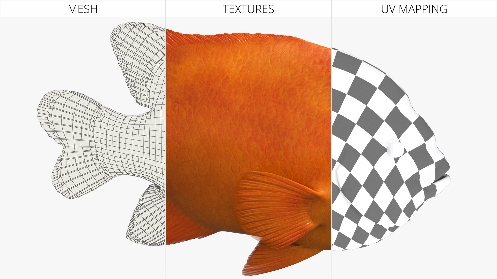 Garibaldi Damselfish Orange, view 5