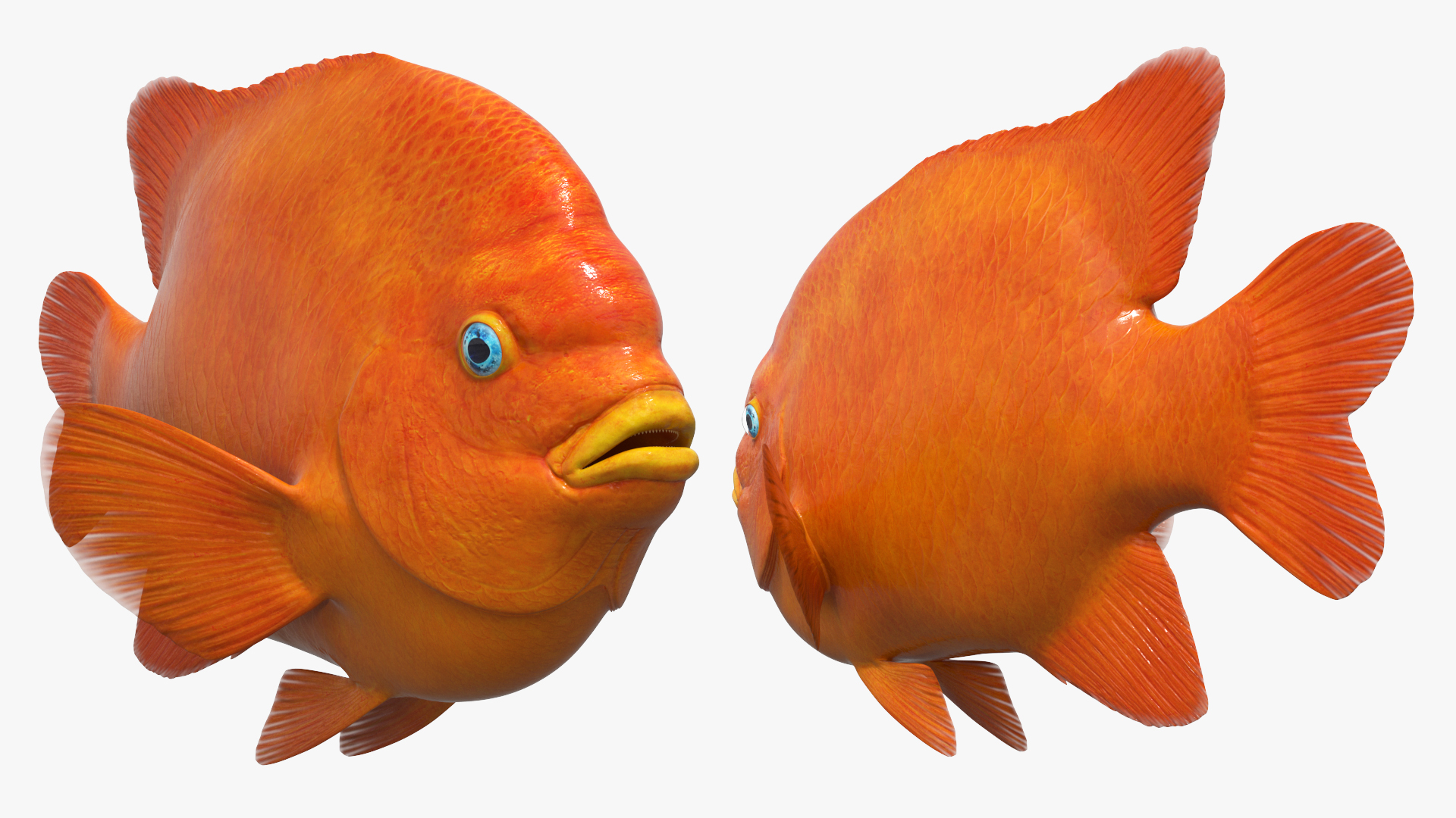 Garibaldi Damselfish Orange