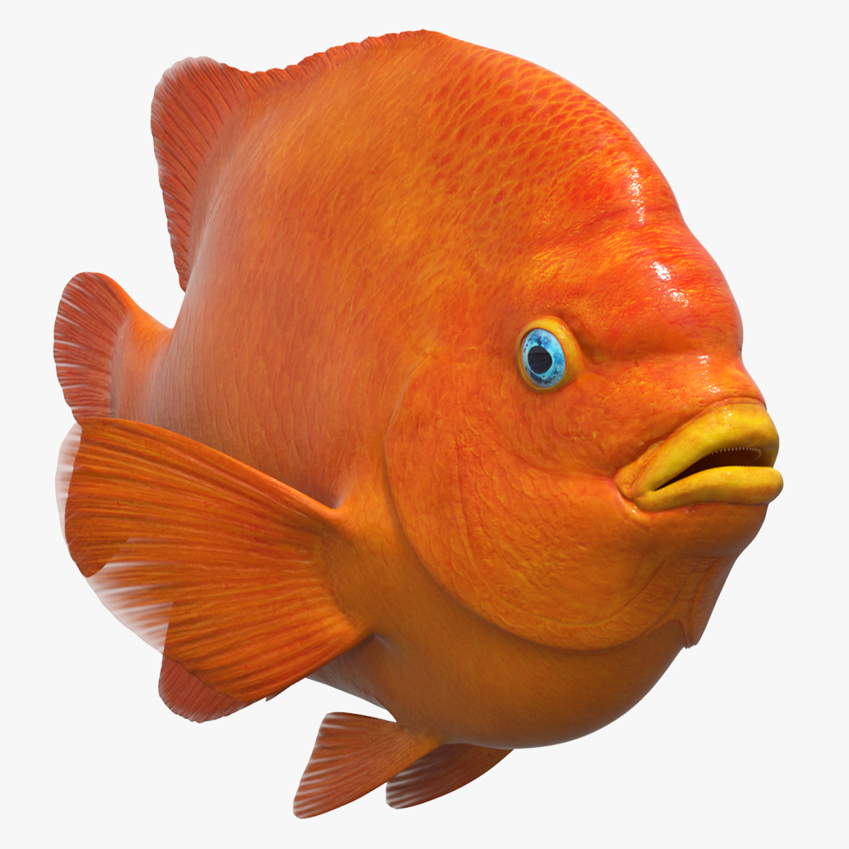 Garibaldi Damselfish Orange 3D model preview