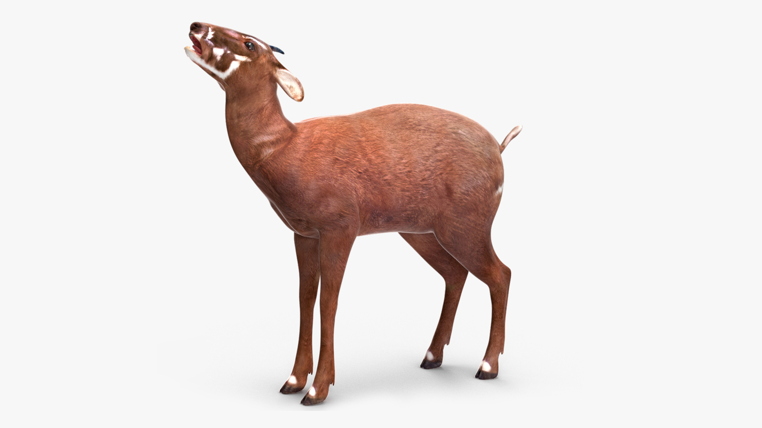 3D Saola Rigged for Maya