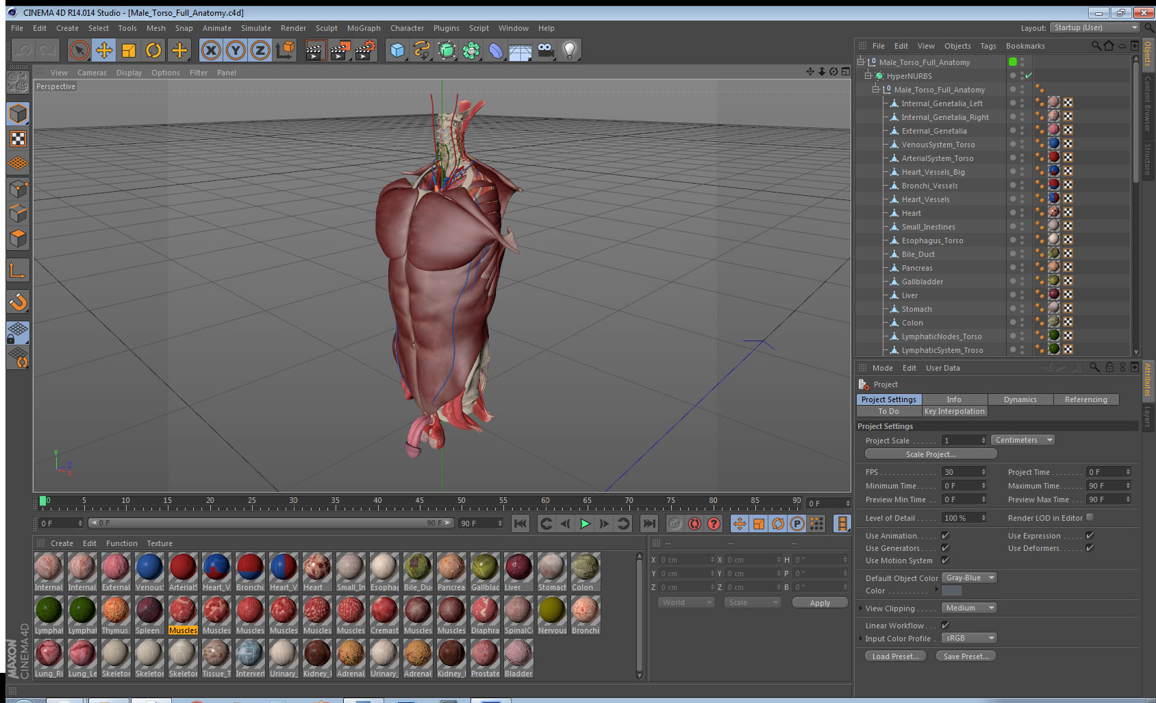 3D Male Torso Full Anatomy model