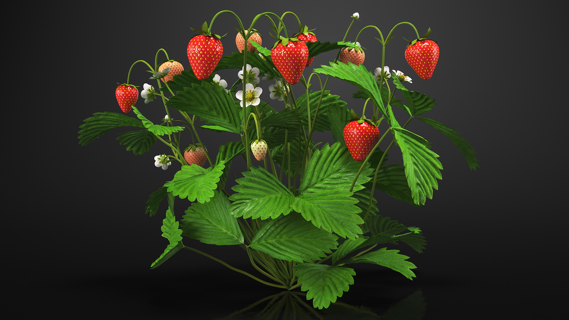Strawberry Plant with Ripe and Unripe Fruits 3D model