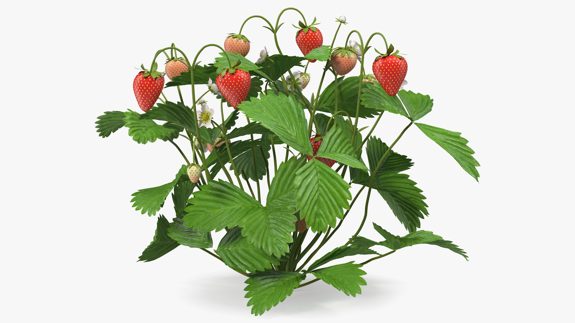 Strawberry Plant with Ripe and Unripe Fruits 3D model