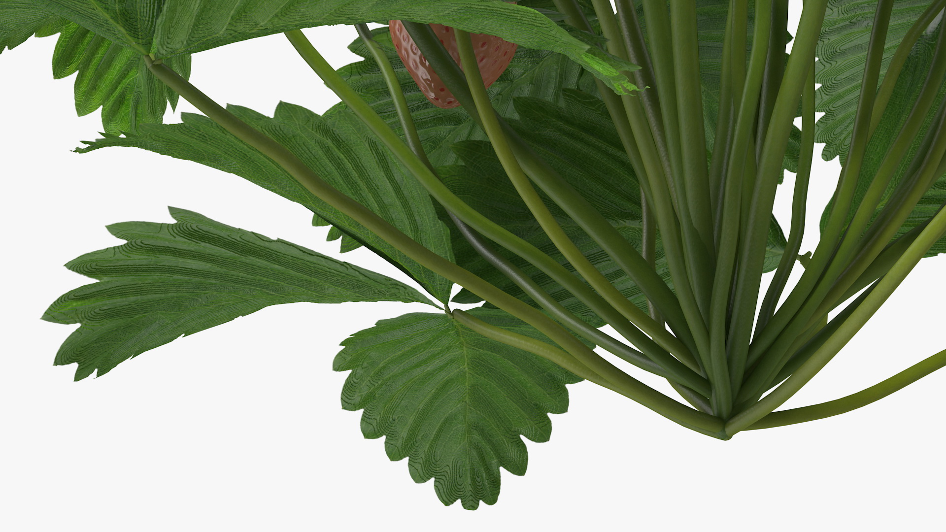Strawberry Plant with Ripe and Unripe Fruits 3D model