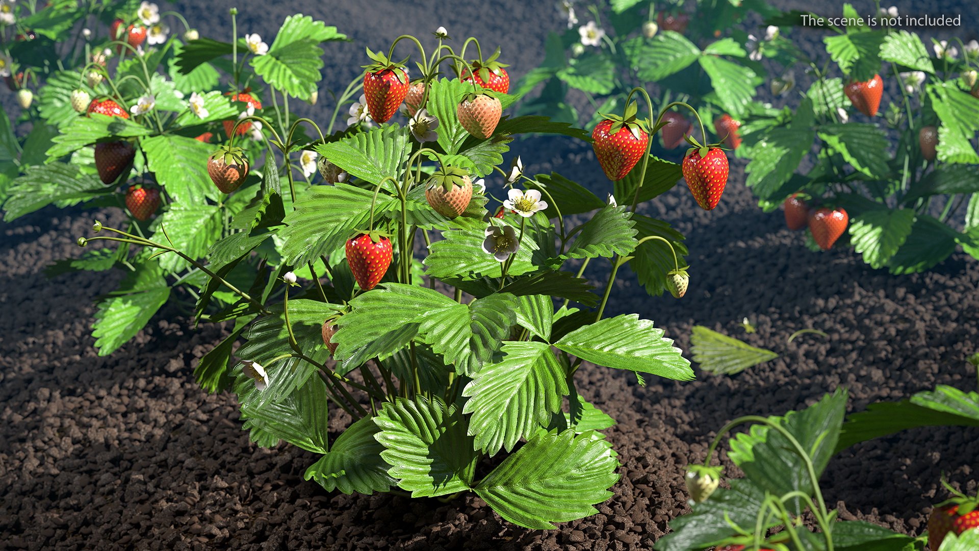 Strawberry Plant with Ripe and Unripe Fruits 3D model