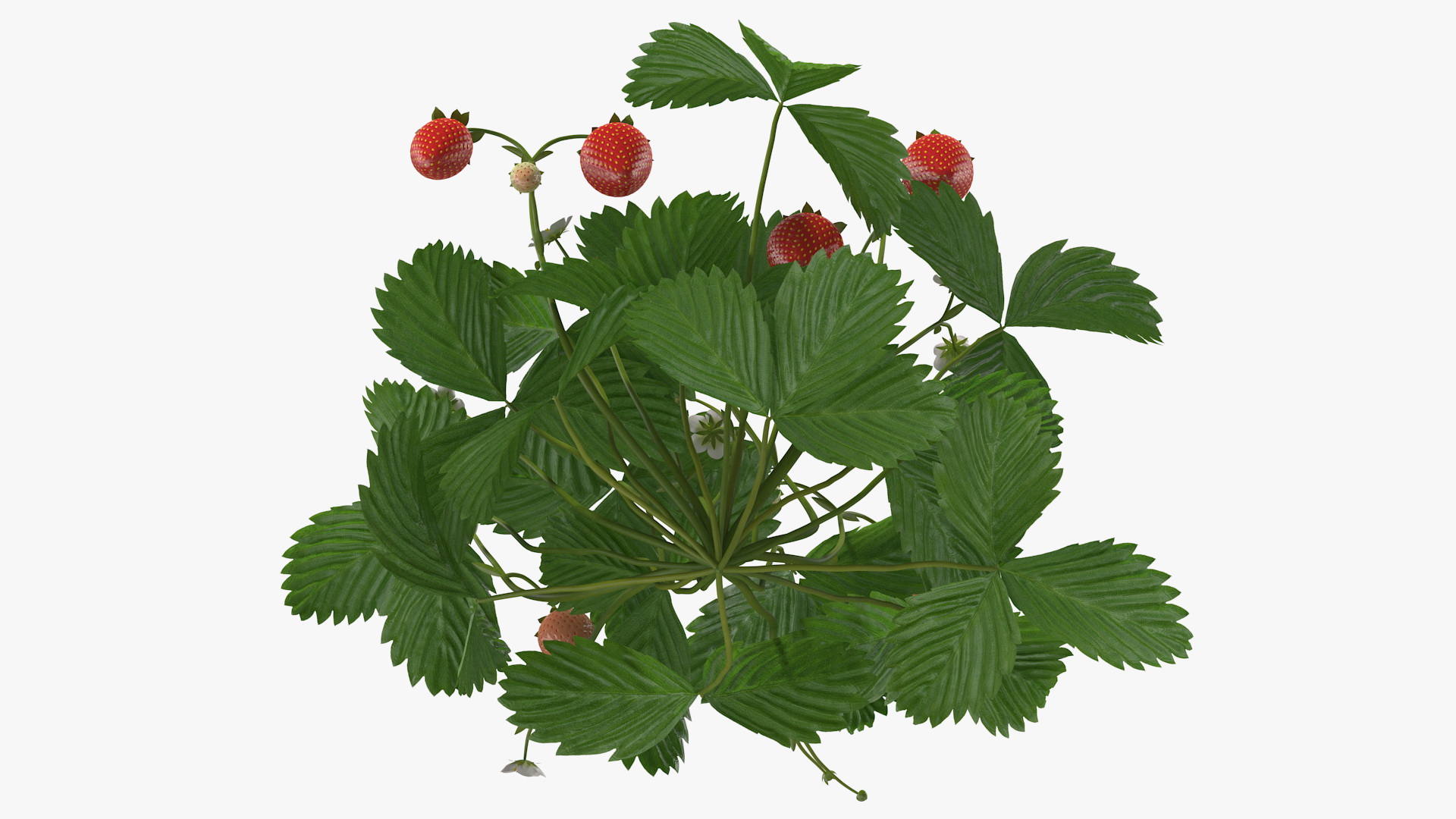 Strawberry Plant with Ripe and Unripe Fruits 3D model
