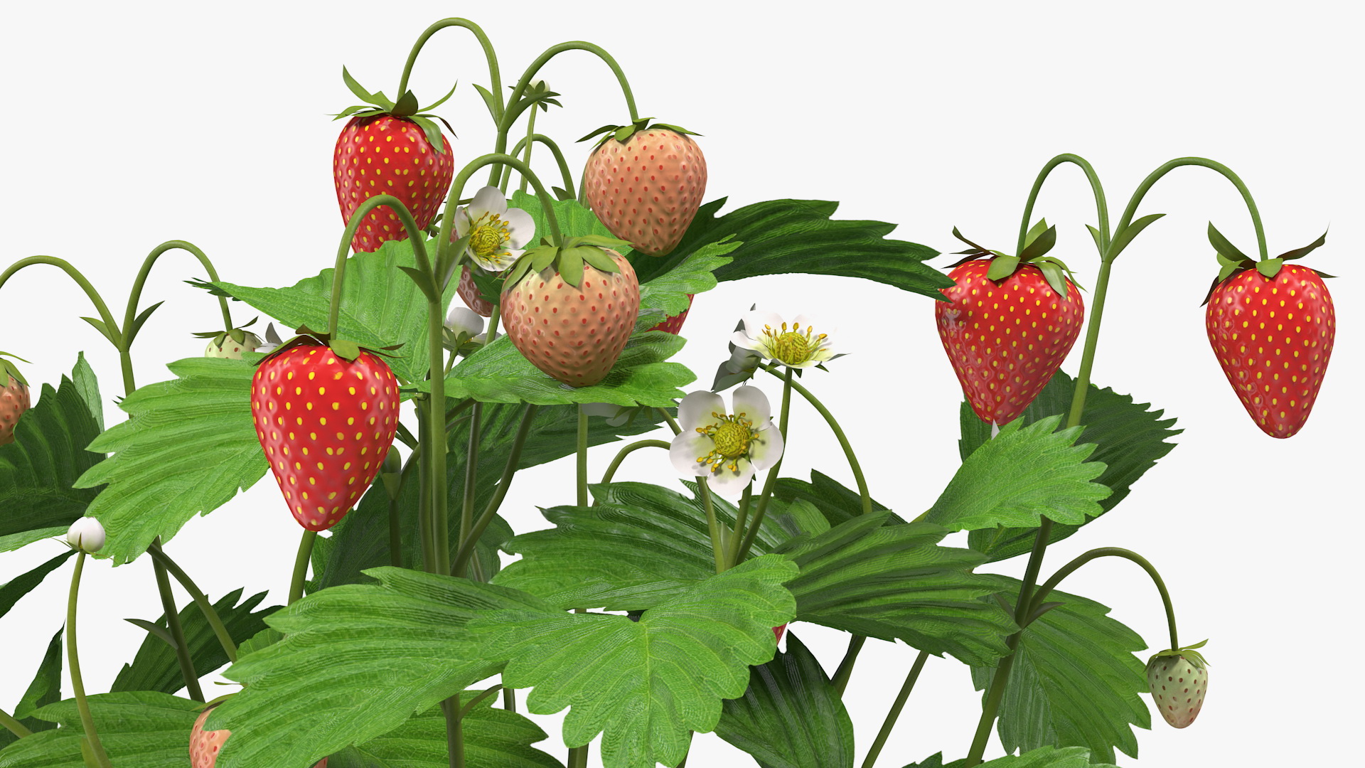 Strawberry Plant with Ripe and Unripe Fruits 3D model