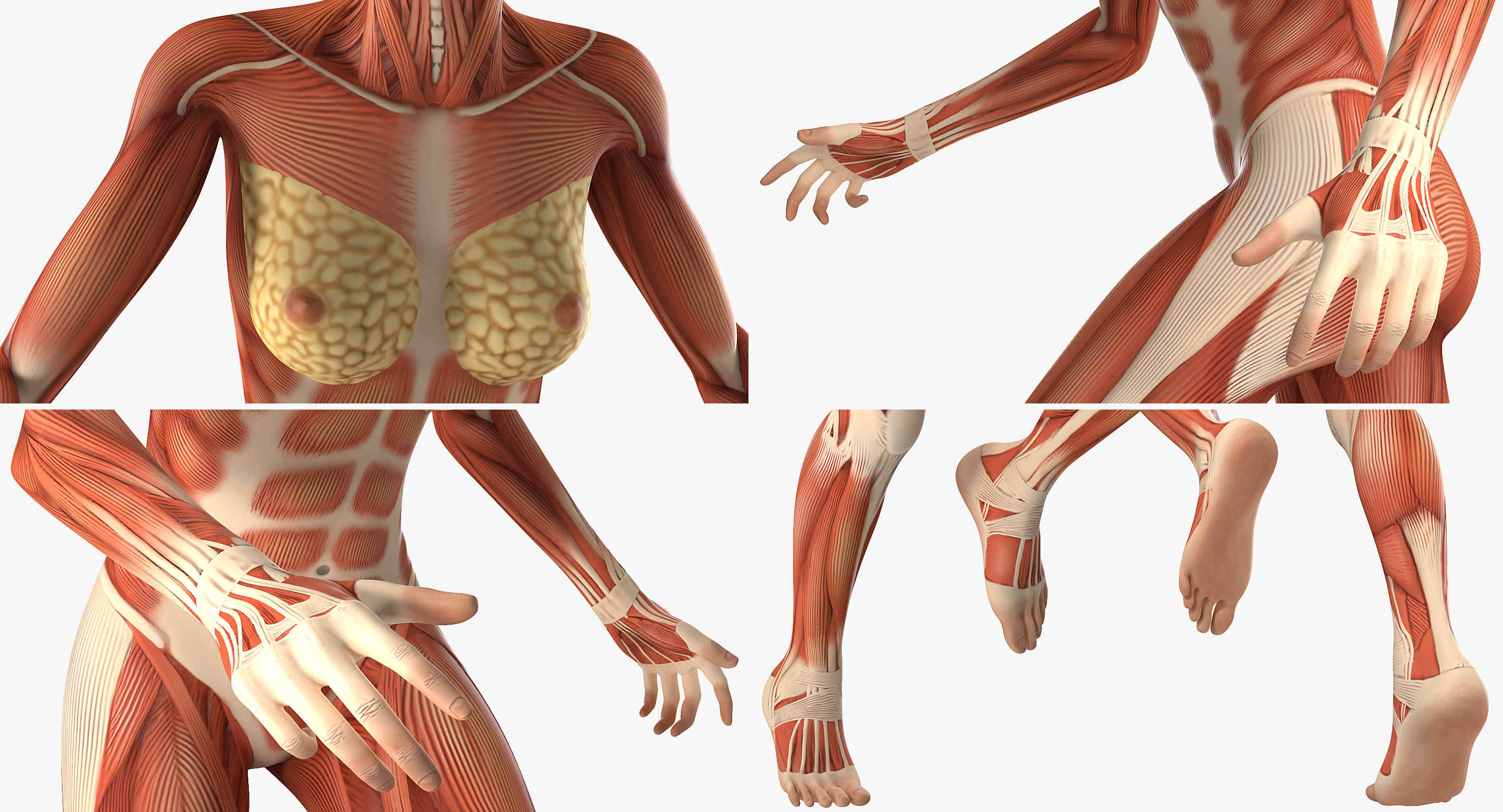 Running Woman Muscular System Anatomy 3D