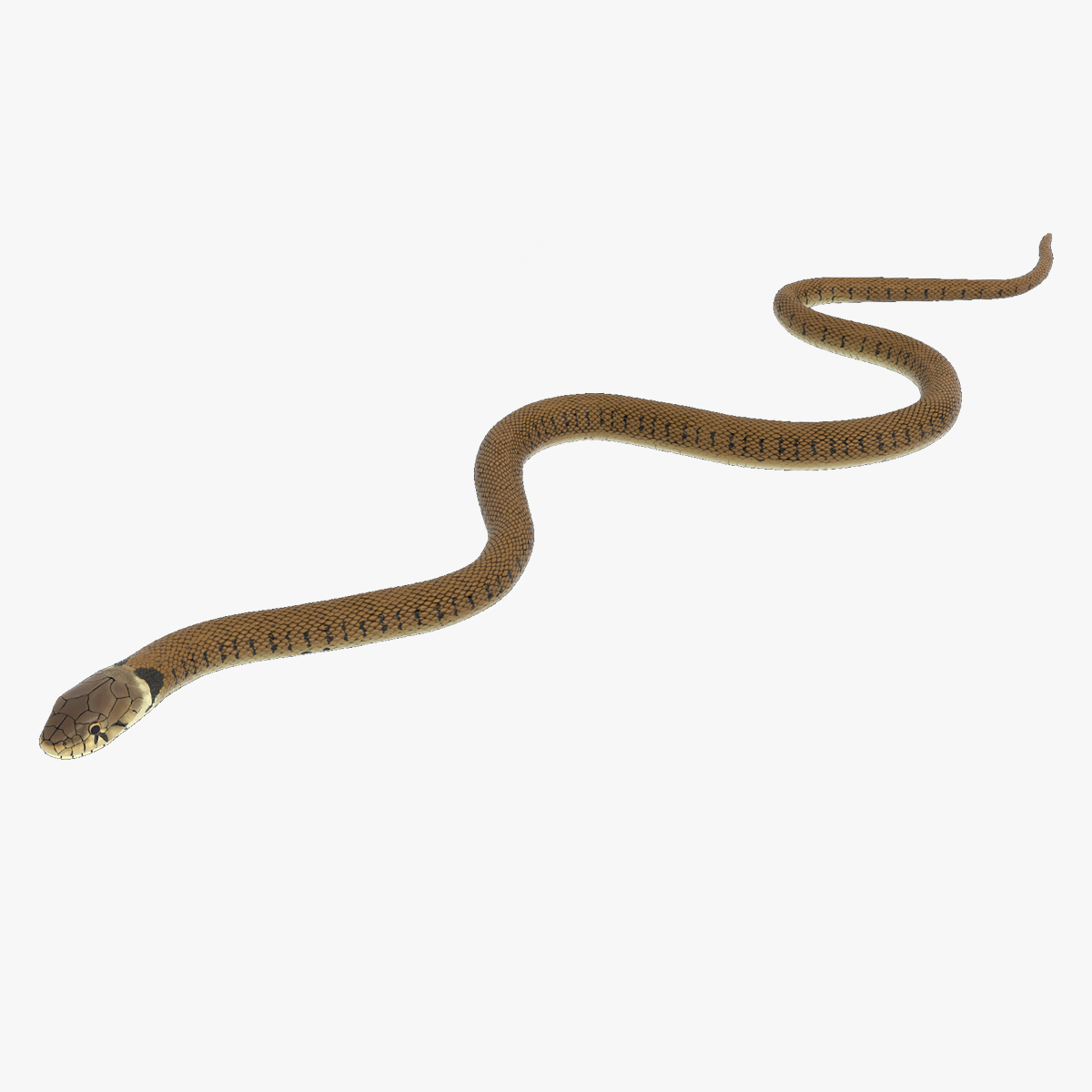 3D Grass Snake Brown Rigged for Maya model