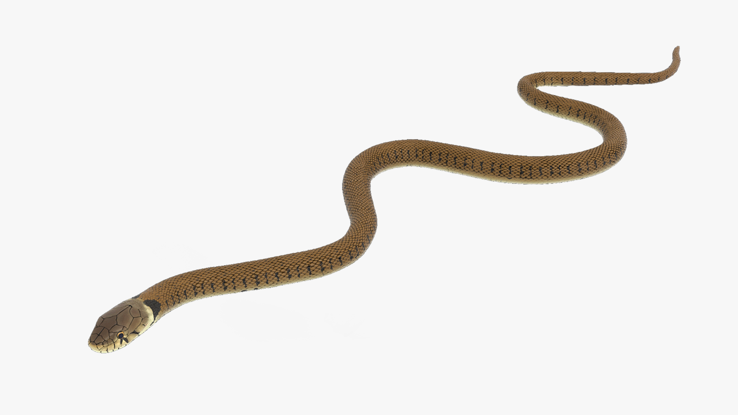 3D Grass Snake Brown Rigged for Maya model