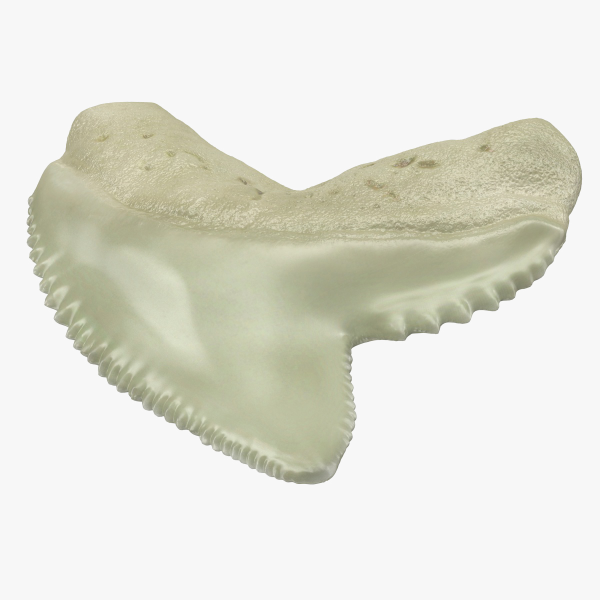 Tiger Shark Tooth Galeocerdo Aduncus 3D Model, view 3