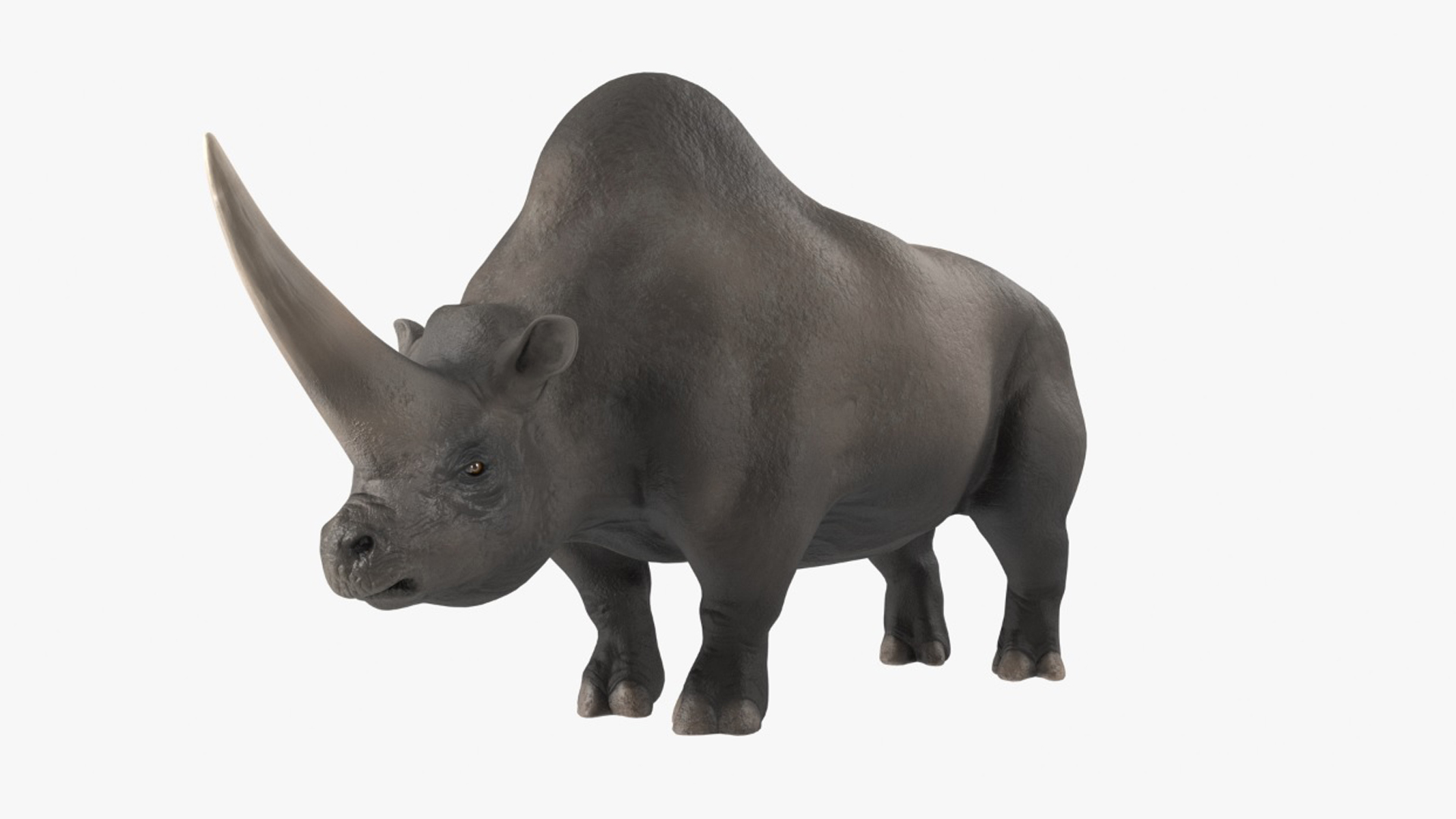 Elasmotherium Rigged for Modo 3D model