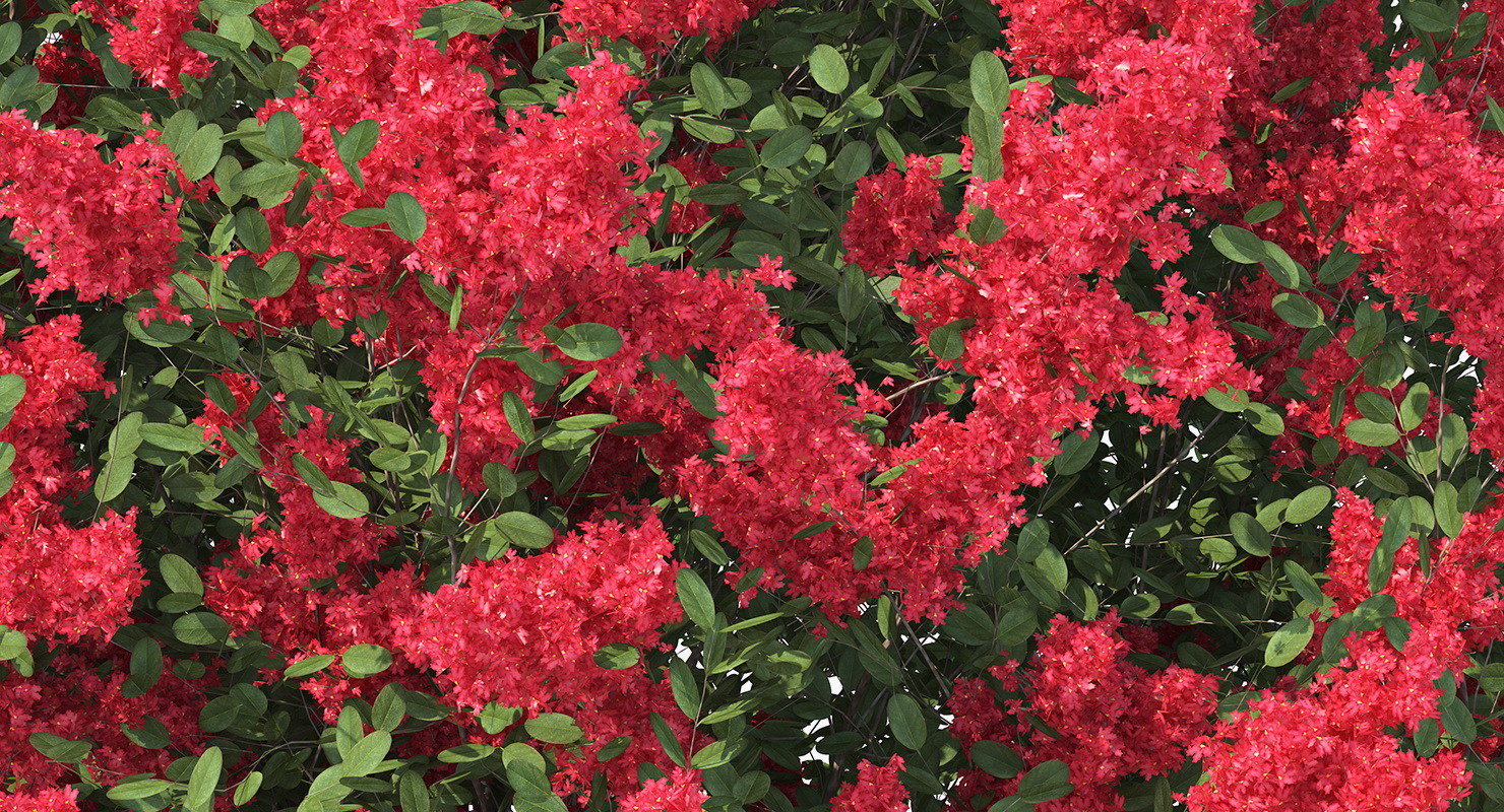 3D Red Crepe Myrtle Tree