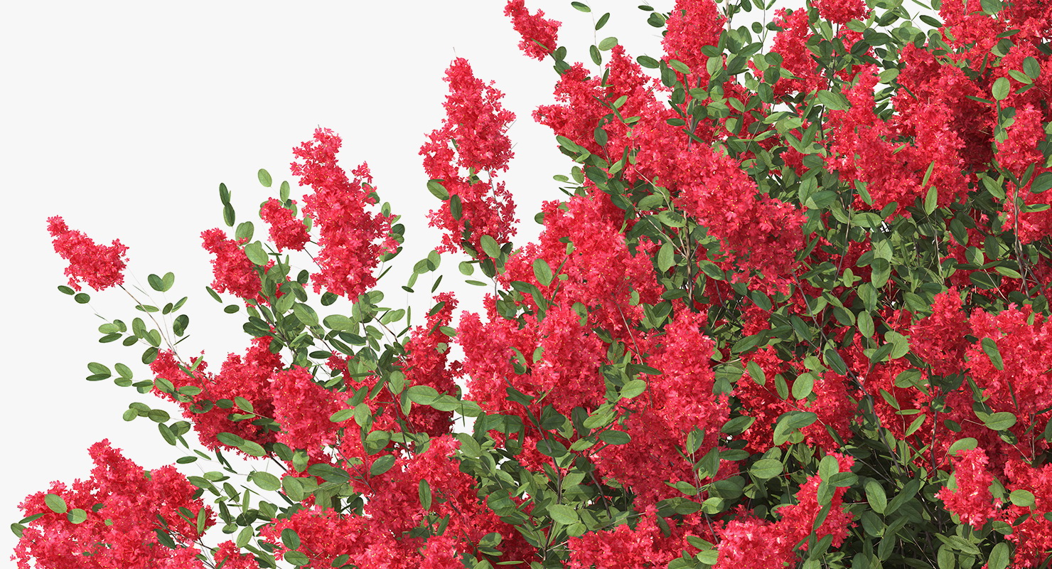3D Red Crepe Myrtle Tree