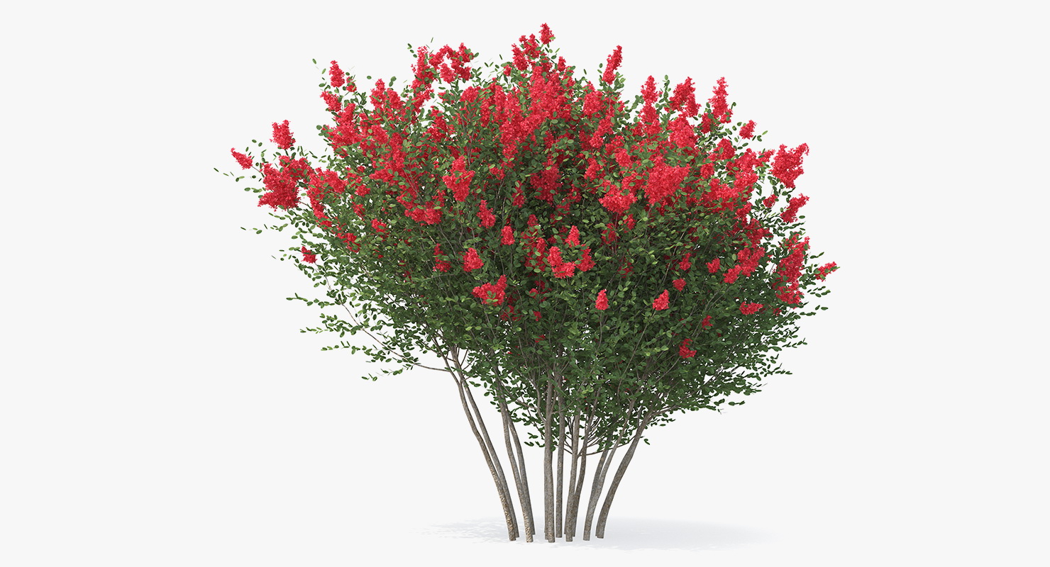 3D Red Crepe Myrtle Tree