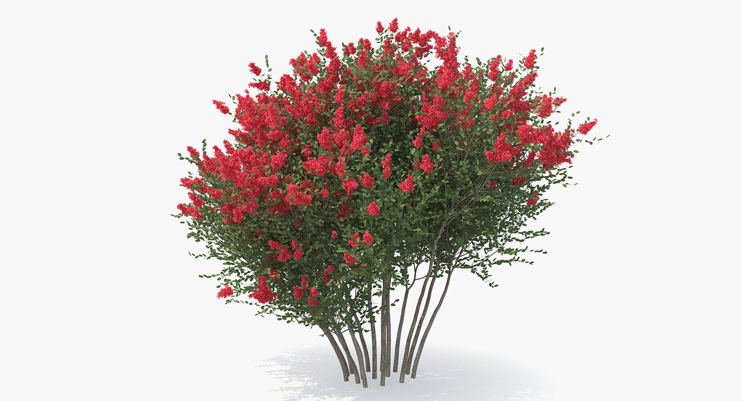 3D Red Crepe Myrtle Tree