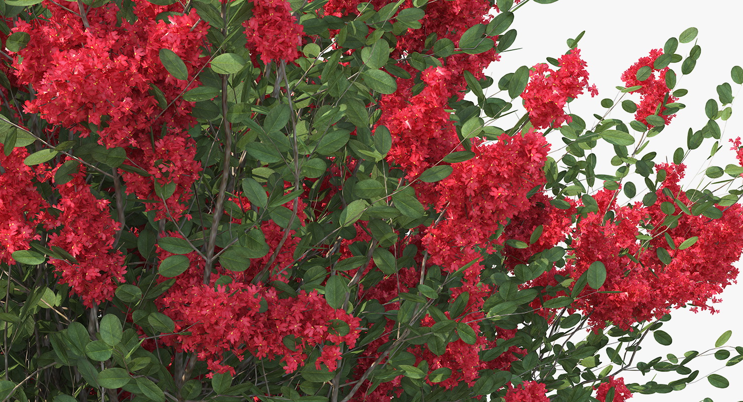 3D Red Crepe Myrtle Tree