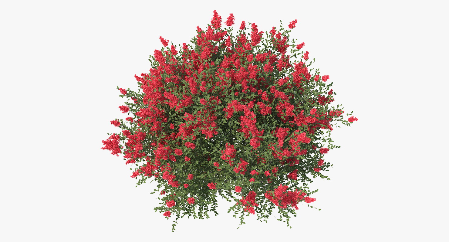 3D Red Crepe Myrtle Tree