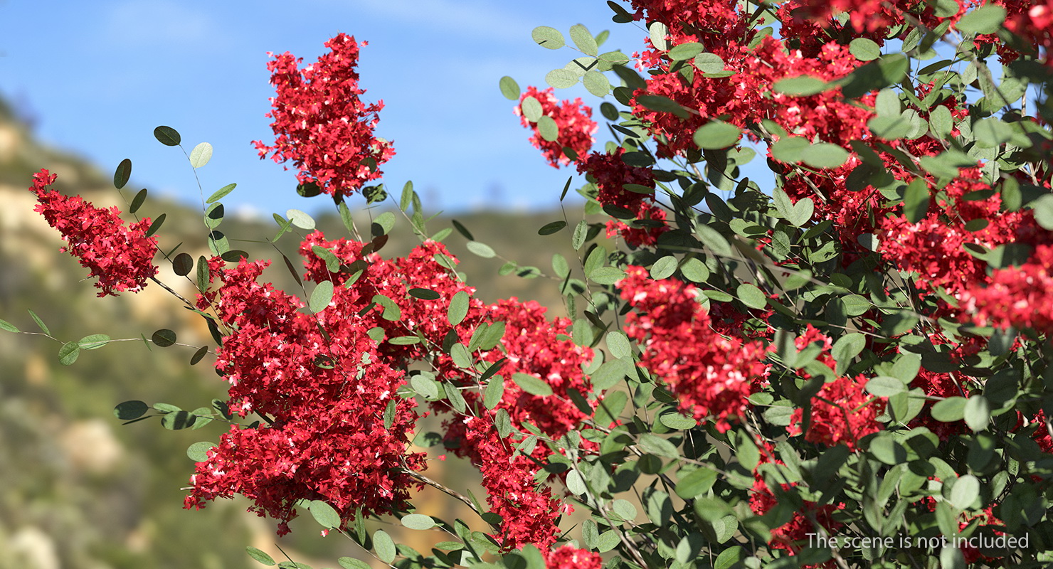 3D Red Crepe Myrtle Tree