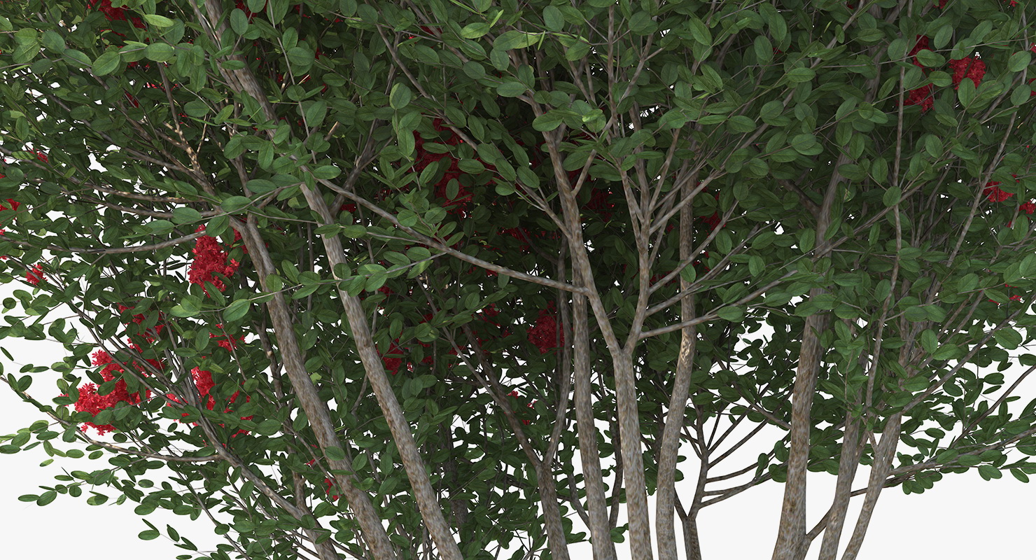 3D Red Crepe Myrtle Tree