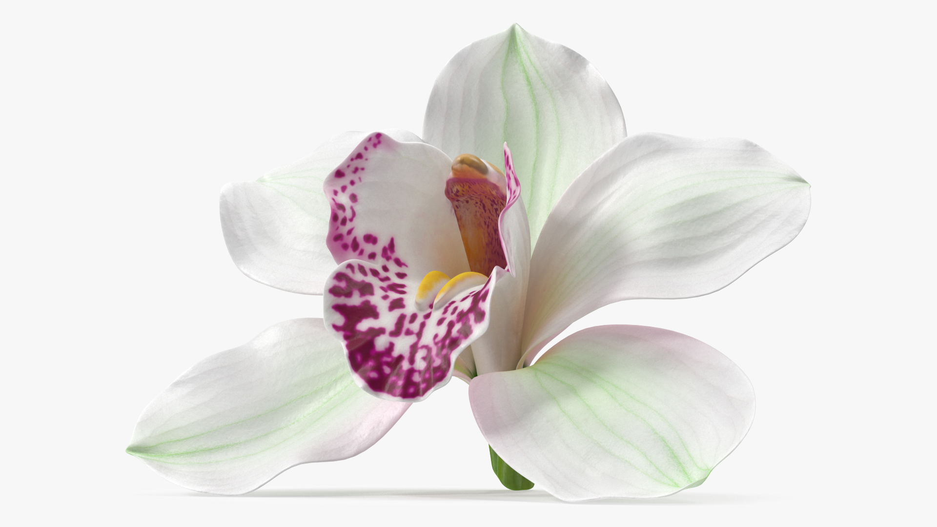 Hybrid Orchid White 3D model