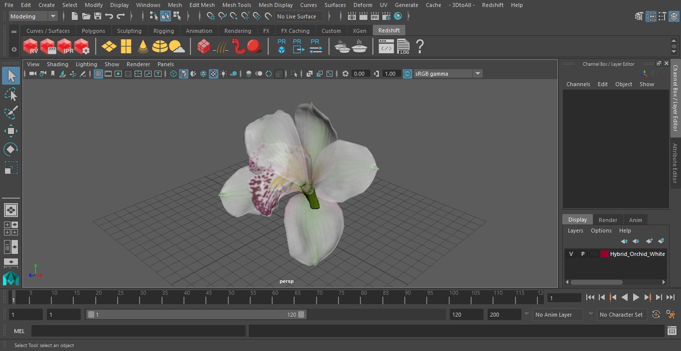 Hybrid Orchid White 3D model
