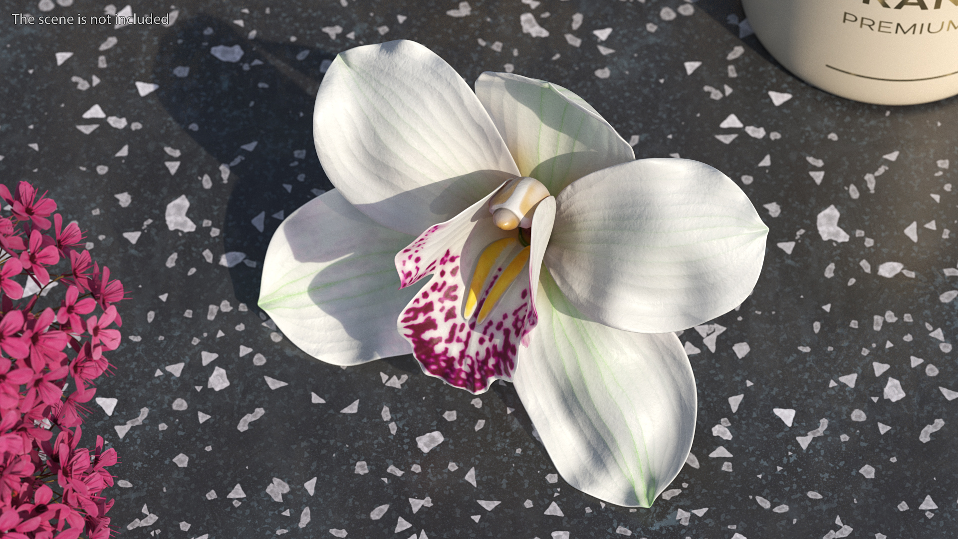 Hybrid Orchid White 3D model