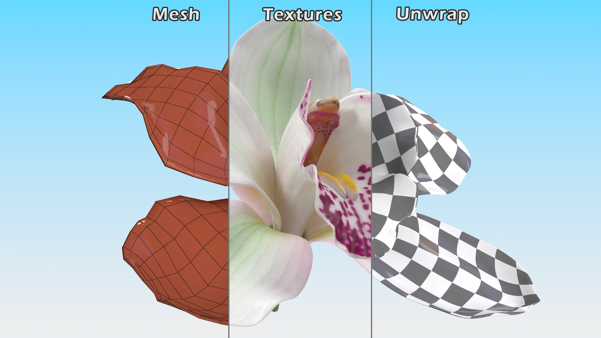 Hybrid Orchid White 3D model