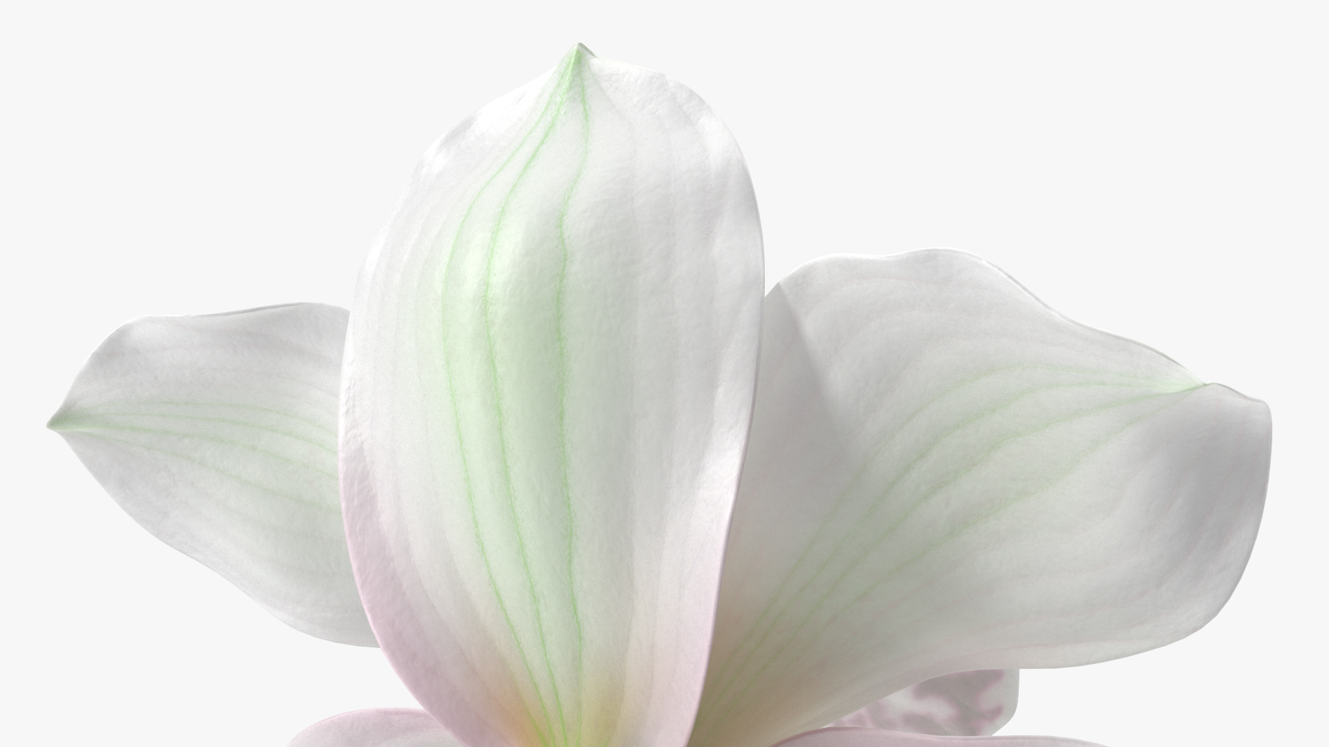 Hybrid Orchid White 3D model