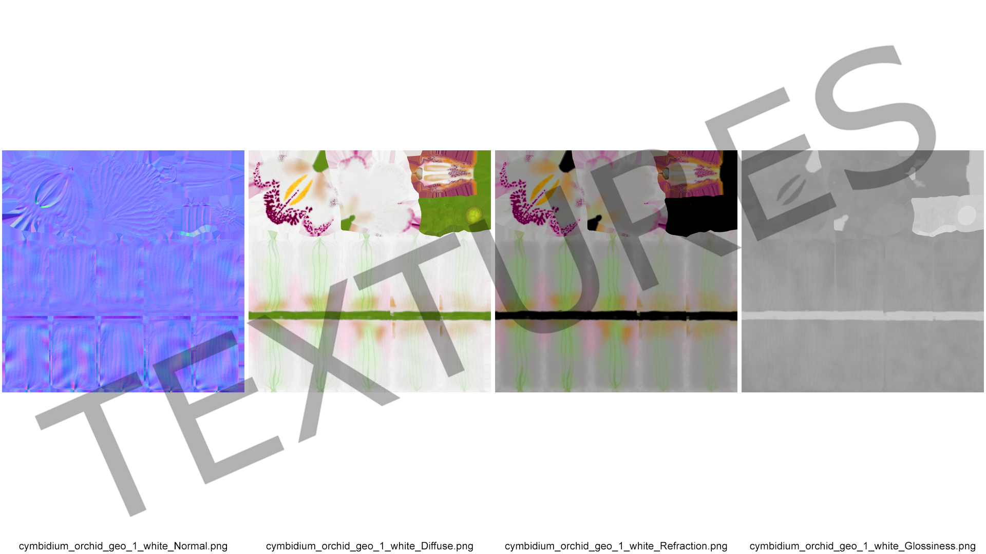 Hybrid Orchid White 3D model