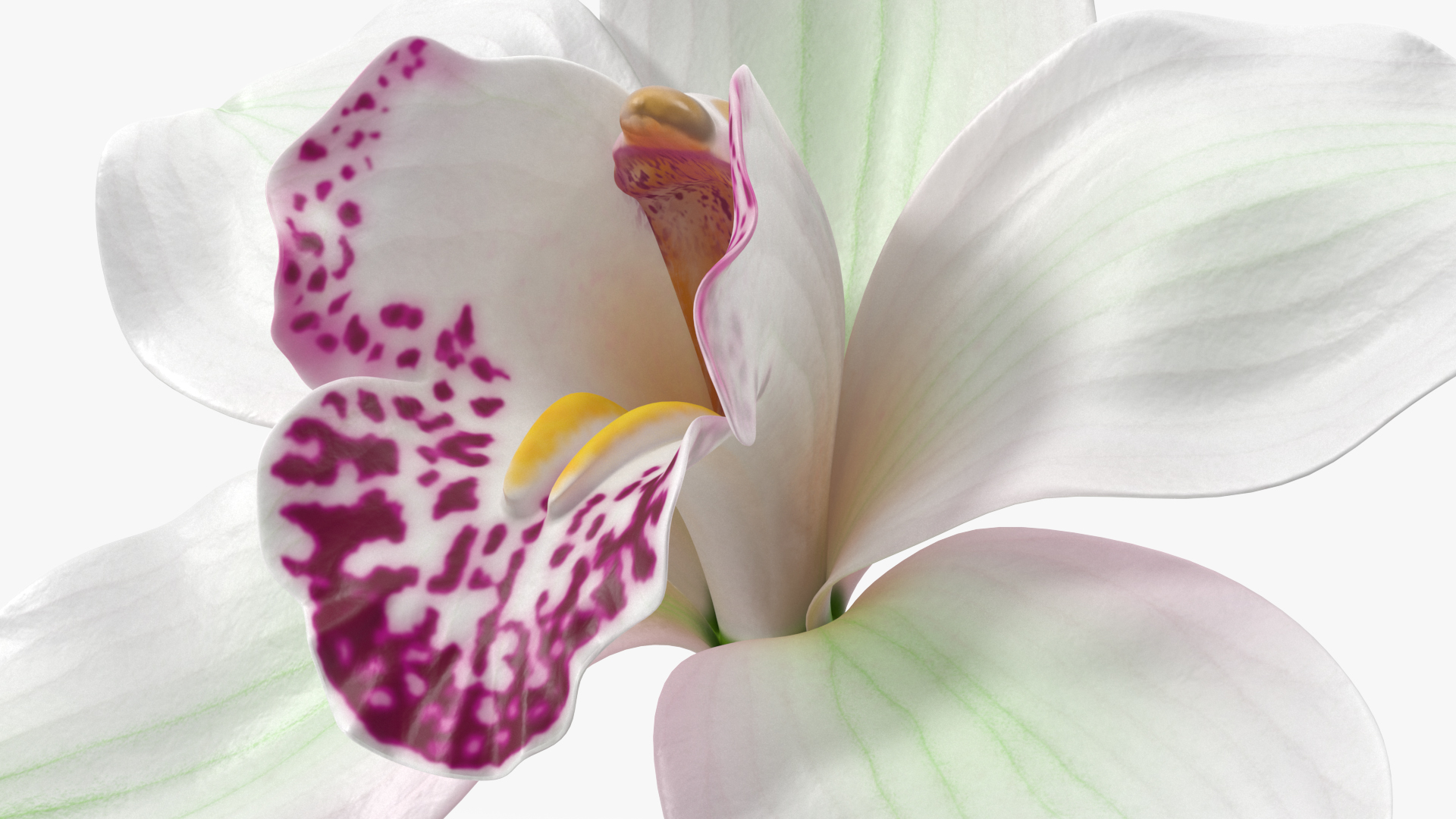 Hybrid Orchid White 3D model