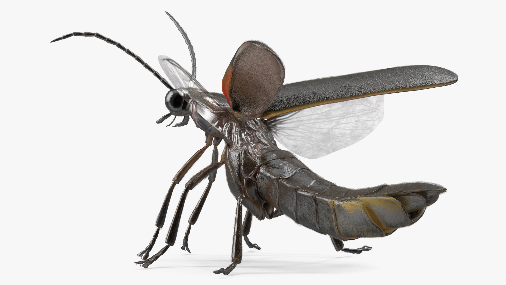 3D Big Dipper Firefly Standing Pose Fur