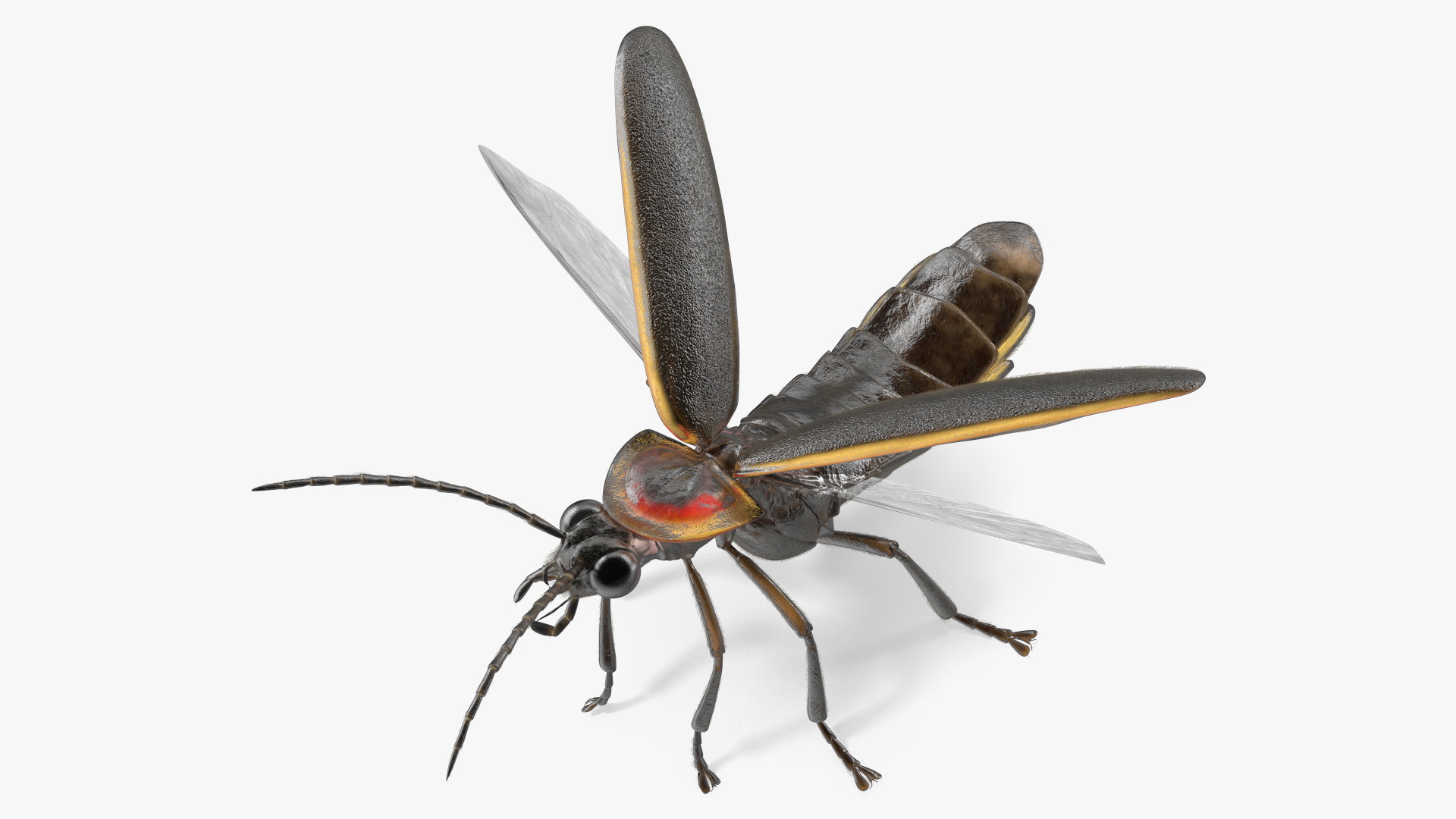 3D Big Dipper Firefly Standing Pose Fur