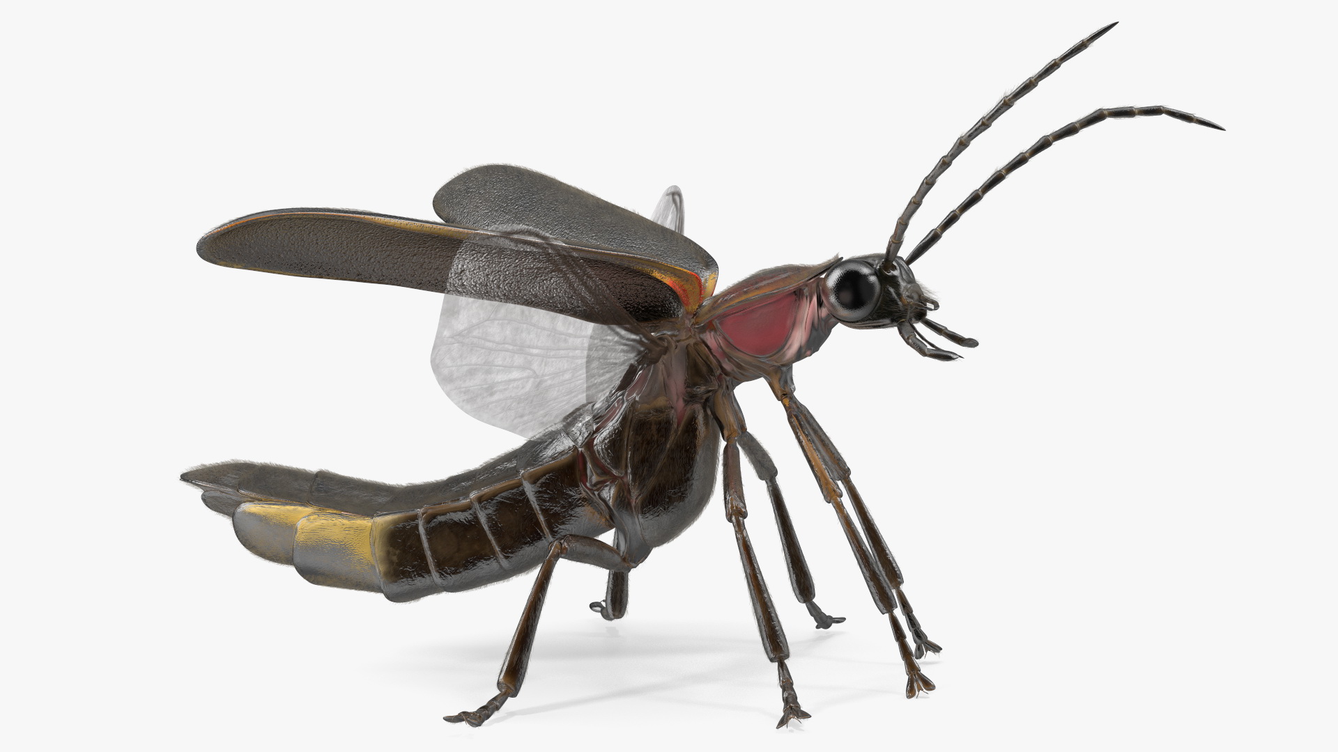 3D Big Dipper Firefly Standing Pose Fur