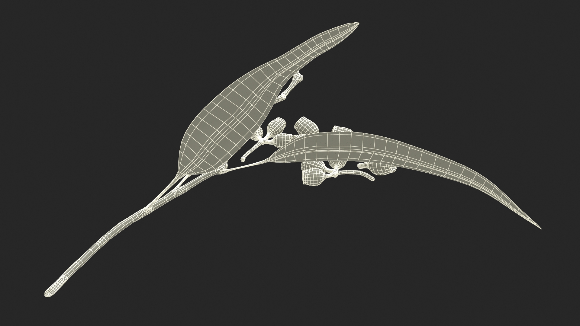 Eucalyptus Leaves with Separated Seed Pods 3D