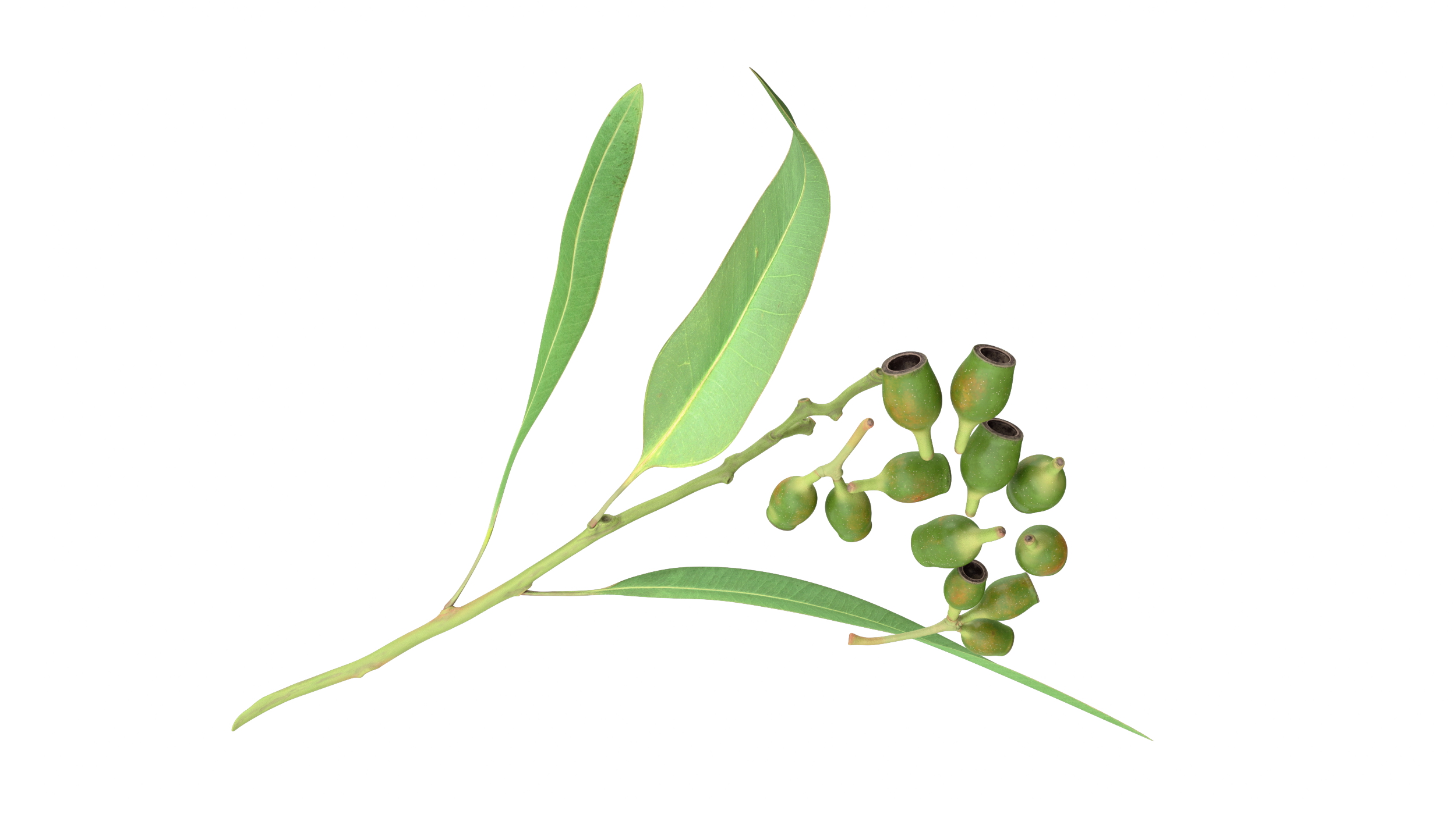 Eucalyptus Leaves with Separated Seed Pods 3D