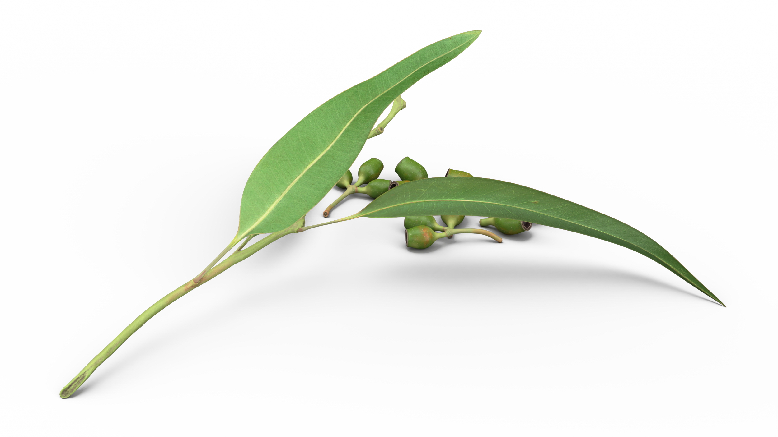 Eucalyptus Leaves with Separated Seed Pods 3D