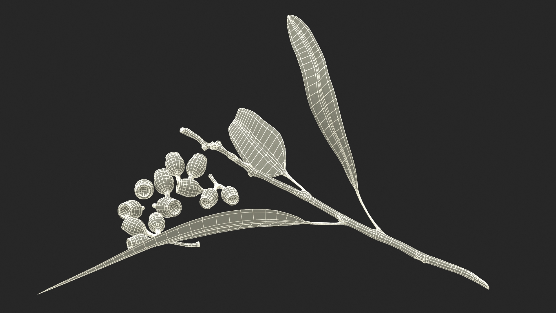 Eucalyptus Leaves with Separated Seed Pods 3D